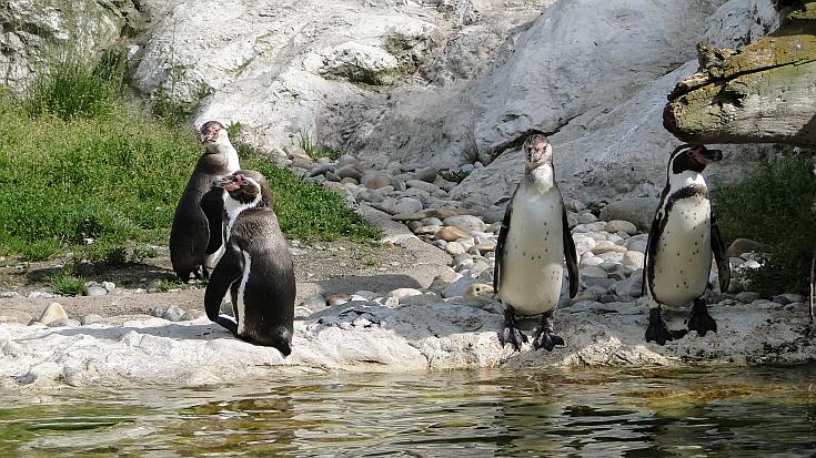 Pinguine im Tiergarten Schönbrunn