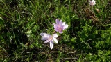 Blumen auf der Eichwiese